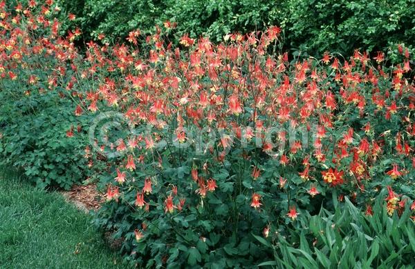 Red blooms; Yellow blooms; Deciduous; Broadleaf; North American Native