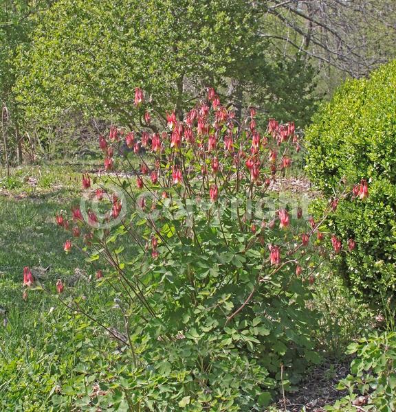 Red blooms; Yellow blooms; Deciduous; Broadleaf; North American Native