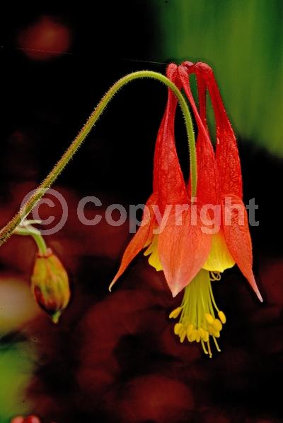 Red blooms; Yellow blooms; Deciduous; Broadleaf; North American Native
