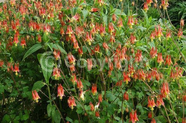 Red blooms; Yellow blooms; Deciduous; Broadleaf; North American Native