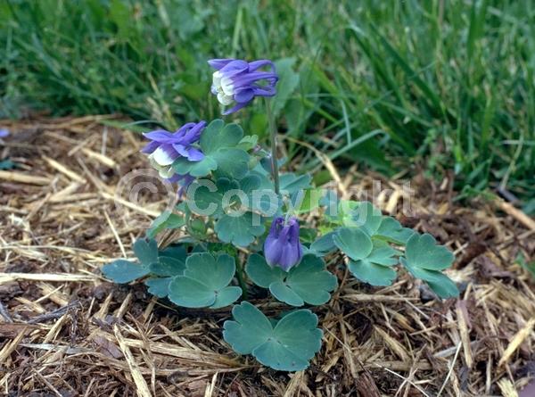 Blue blooms; Deciduous