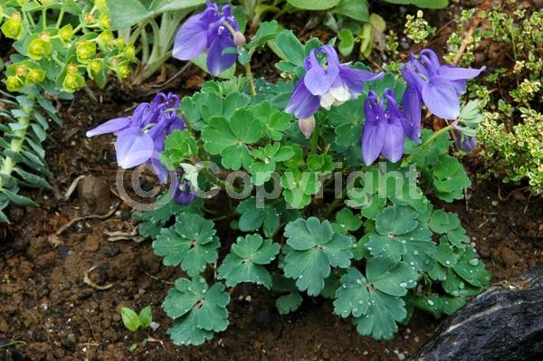 Blue blooms; Deciduous