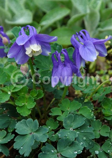Blue blooms; Deciduous