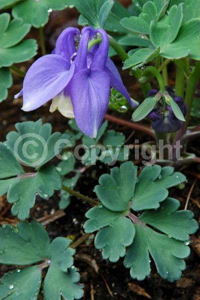 Blue blooms; Deciduous