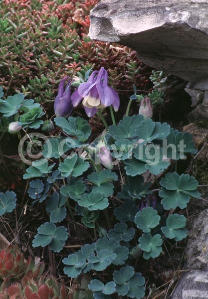 Blue blooms; Deciduous