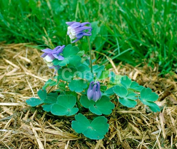 Blue blooms; Deciduous