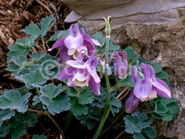 Blue blooms; White blooms; Lavender blooms; Deciduous