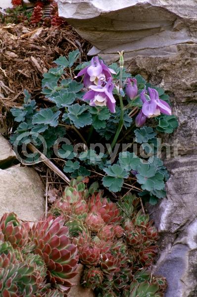 Blue blooms; White blooms; Lavender blooms; Deciduous