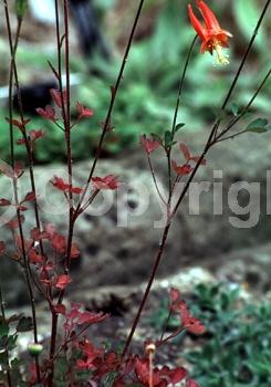 Red blooms; Yellow blooms
