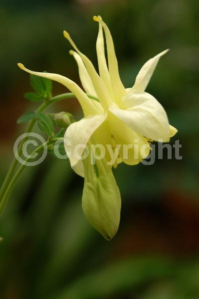 Red blooms; Yellow blooms; Blue blooms; Purple blooms; White blooms; Pink blooms; Deciduous; Broadleaf