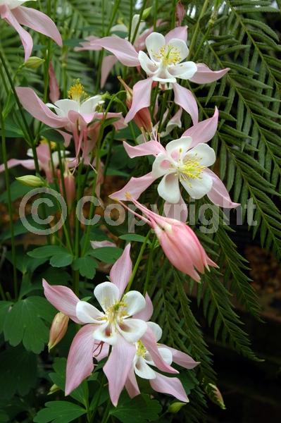 Red blooms; Yellow blooms; Blue blooms; Purple blooms; White blooms; Pink blooms; Deciduous; Broadleaf