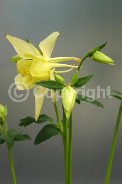 Red blooms; Yellow blooms; Blue blooms; Purple blooms; White blooms; Pink blooms; Deciduous; Broadleaf