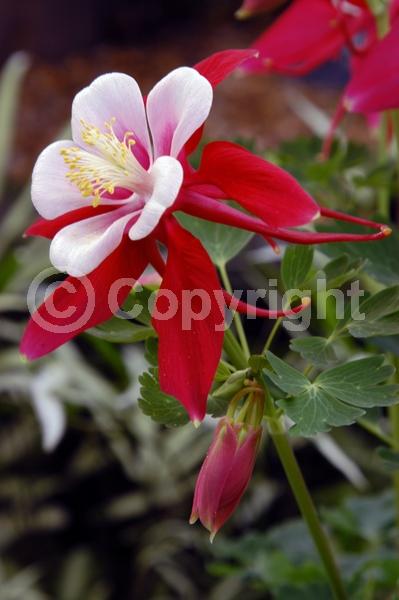 Red blooms; Yellow blooms; Blue blooms; Purple blooms; White blooms; Pink blooms; Deciduous; Broadleaf