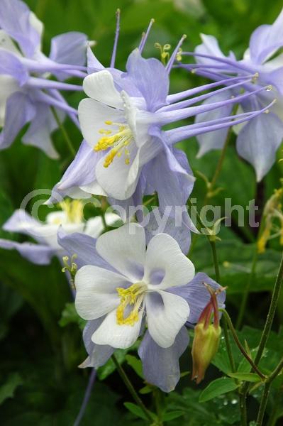 Red blooms; Yellow blooms; Blue blooms; Purple blooms; White blooms; Pink blooms; Deciduous; Broadleaf