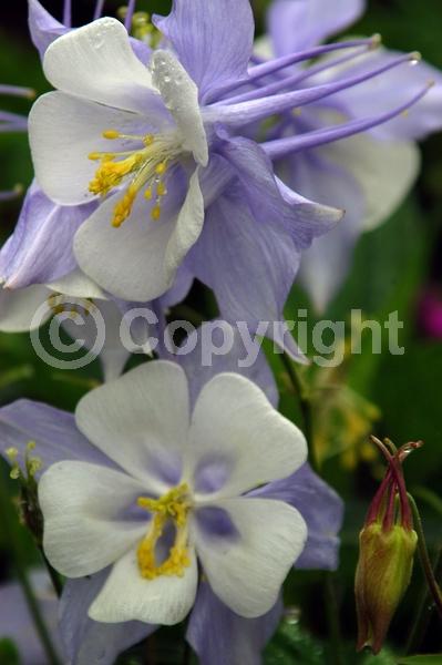 Red blooms; Yellow blooms; Blue blooms; Purple blooms; White blooms; Pink blooms; Deciduous; Broadleaf