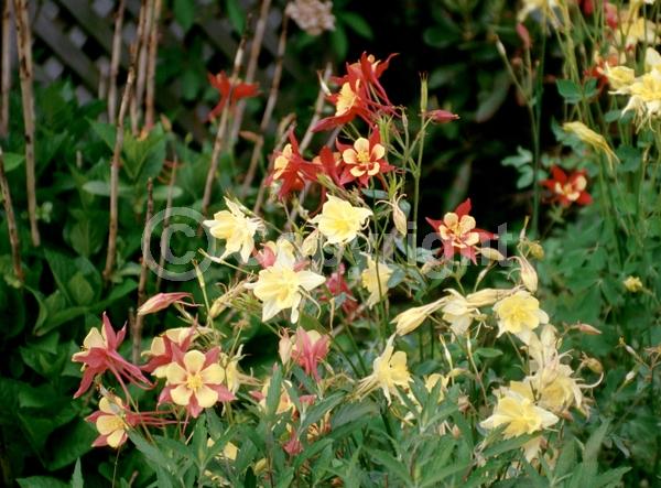 Red blooms; Yellow blooms; Blue blooms; Purple blooms; White blooms; Pink blooms; Deciduous; Broadleaf