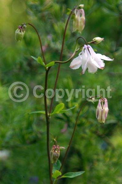 Deciduous; Broadleaf