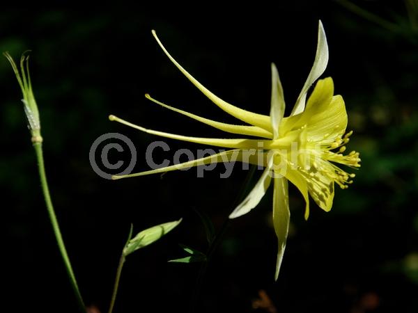 Deciduous; Broadleaf