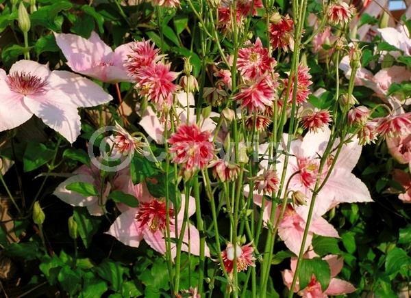 Deciduous; Broadleaf