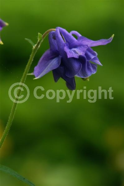 Deciduous; Broadleaf