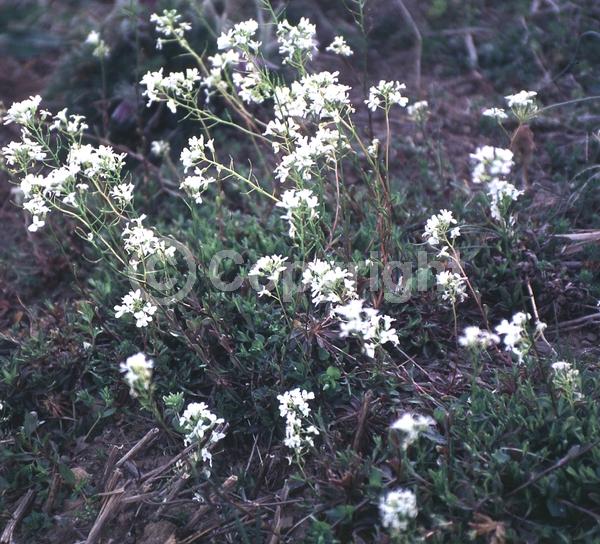 White blooms