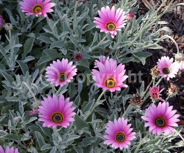 Pink blooms; Evergreen