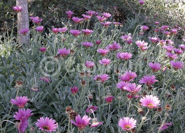 Pink blooms; Evergreen