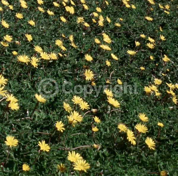 Yellow blooms; Evergreen; Broadleaf