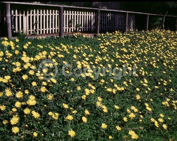 Yellow blooms; Evergreen; Broadleaf