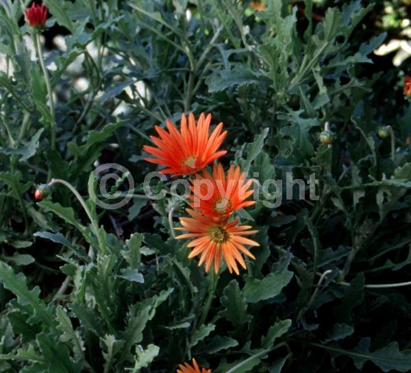 Orange blooms; Yellow blooms; Purple blooms; White blooms; Pink blooms; Lavender blooms; Evergreen; Broadleaf