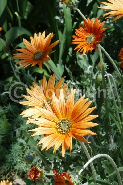 Orange blooms; Yellow blooms; Purple blooms; White blooms; Pink blooms; Lavender blooms; Evergreen; Broadleaf