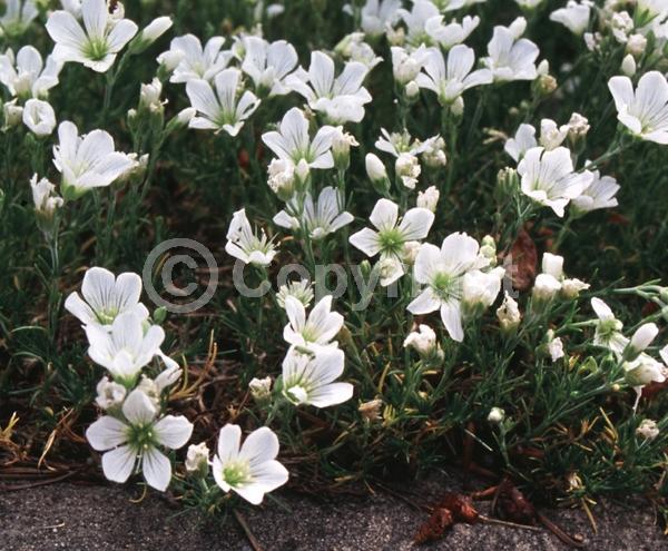 White blooms; Evergreen; Broadleaf
