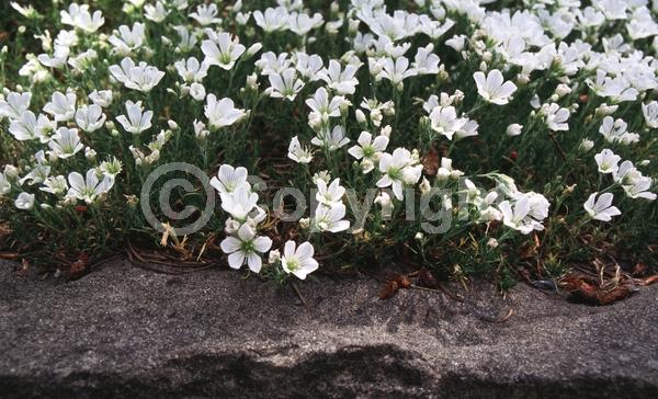 White blooms; Evergreen; Broadleaf