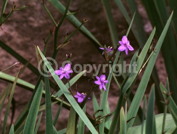 Purple blooms
