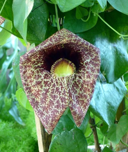 Purple blooms; Evergreen; Broadleaf