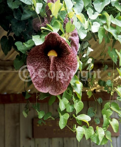 Purple blooms; Evergreen; Broadleaf