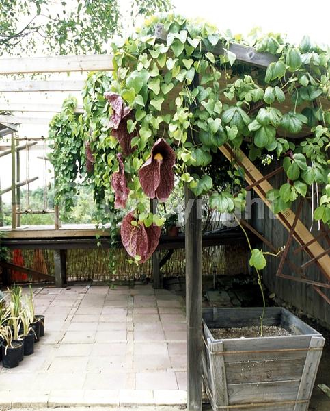 Purple blooms; Evergreen; Broadleaf