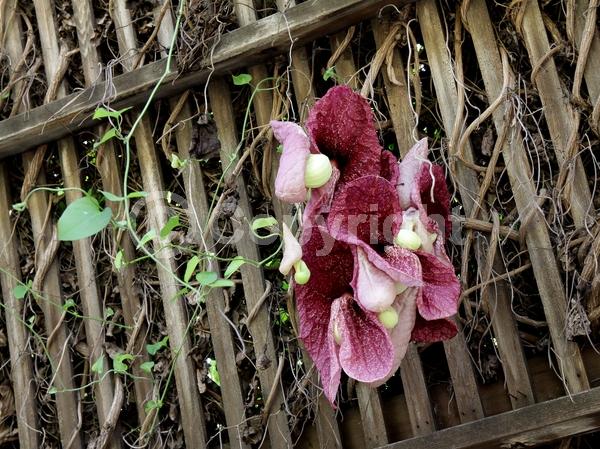 Purple blooms; Evergreen; Broadleaf