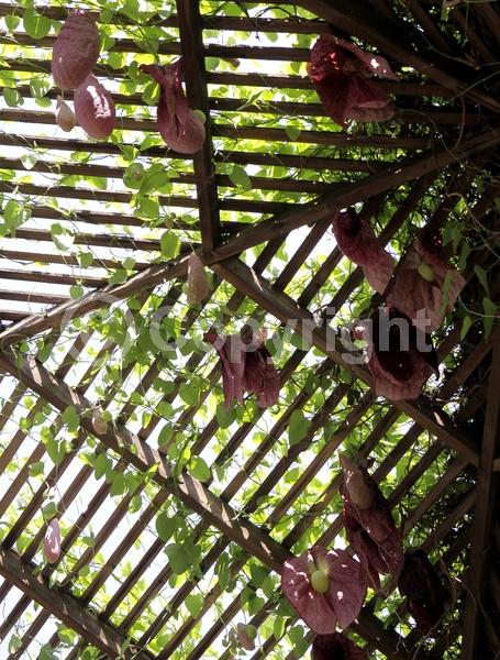 Purple blooms; Evergreen; Broadleaf