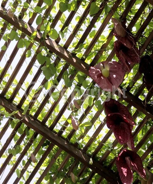 Purple blooms; Evergreen; Broadleaf