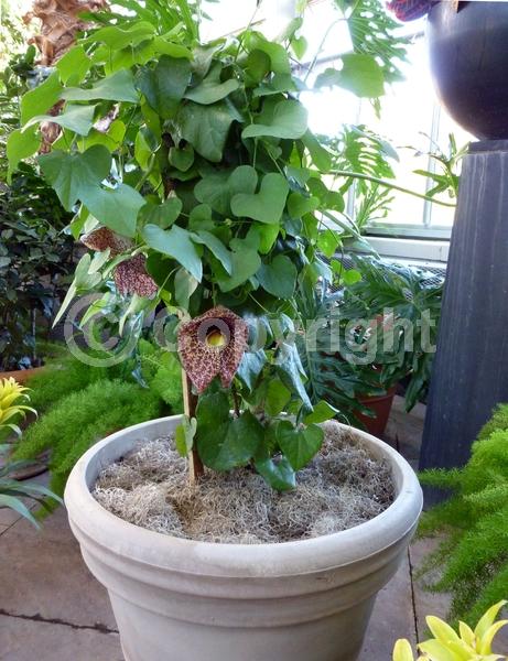 Purple blooms; Evergreen; Broadleaf