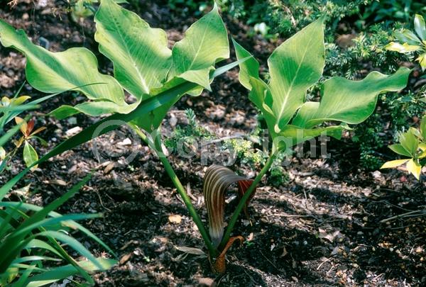 Purple blooms; White blooms