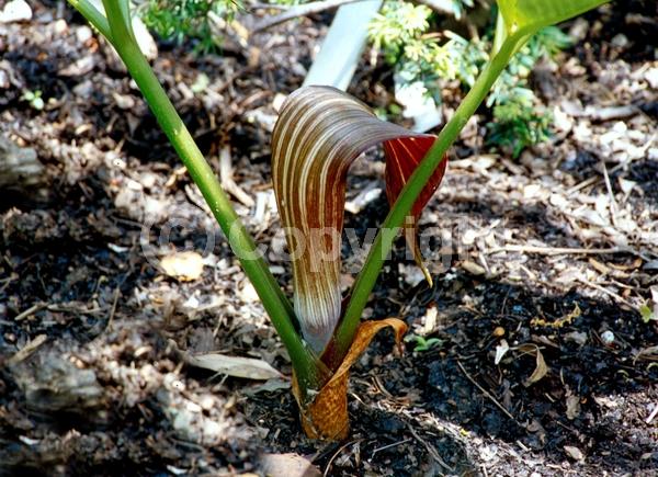 Purple blooms; White blooms