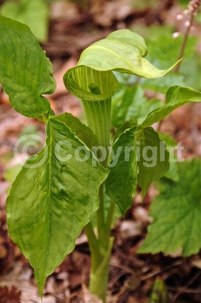 Purple blooms; White blooms; Green blooms; Deciduous; North American Native