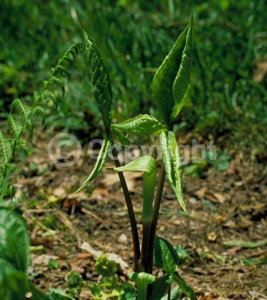 Purple blooms; White blooms; Green blooms; Deciduous; North American Native