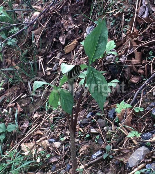 Purple blooms; White blooms; Green blooms; Deciduous; North American Native