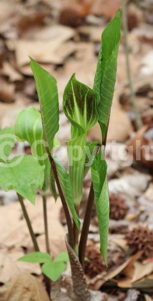 Purple blooms; White blooms; Green blooms; Deciduous; North American Native