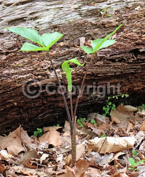 Purple blooms; White blooms; Green blooms; Deciduous; North American Native