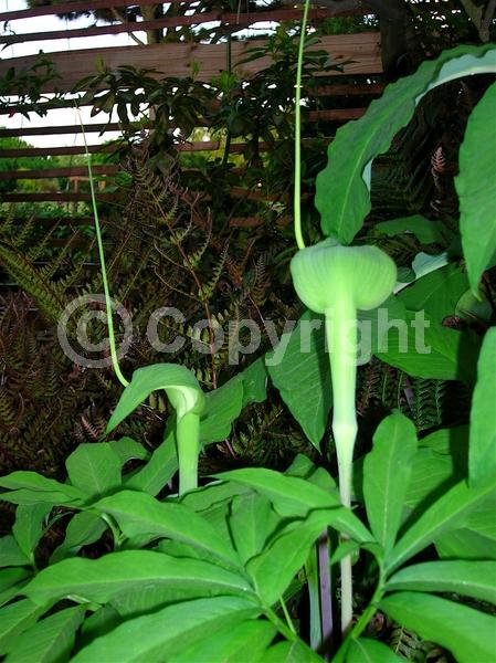 Purple blooms; White blooms; Green blooms; Deciduous; North American Native