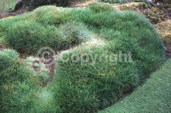 Pink blooms; Evergreen